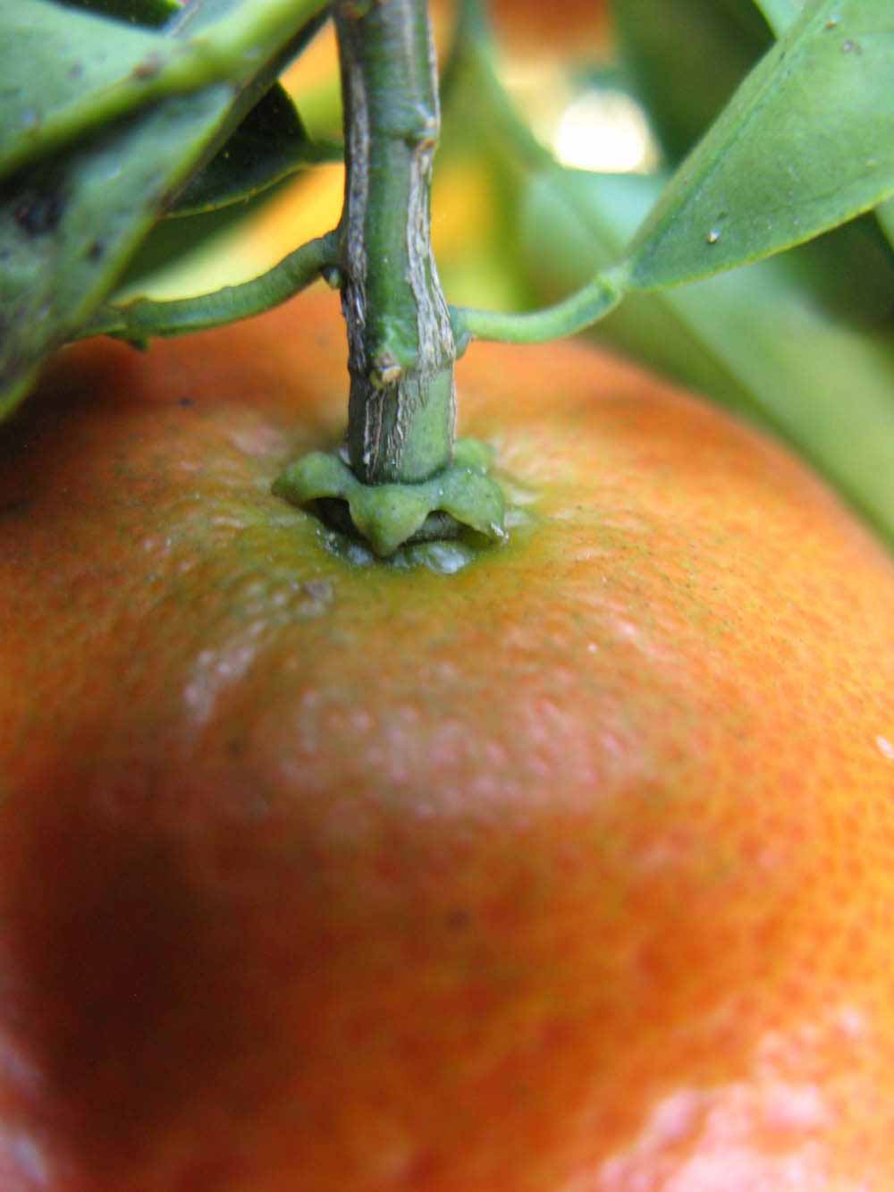              Fruit (Winter Haven, FL)       